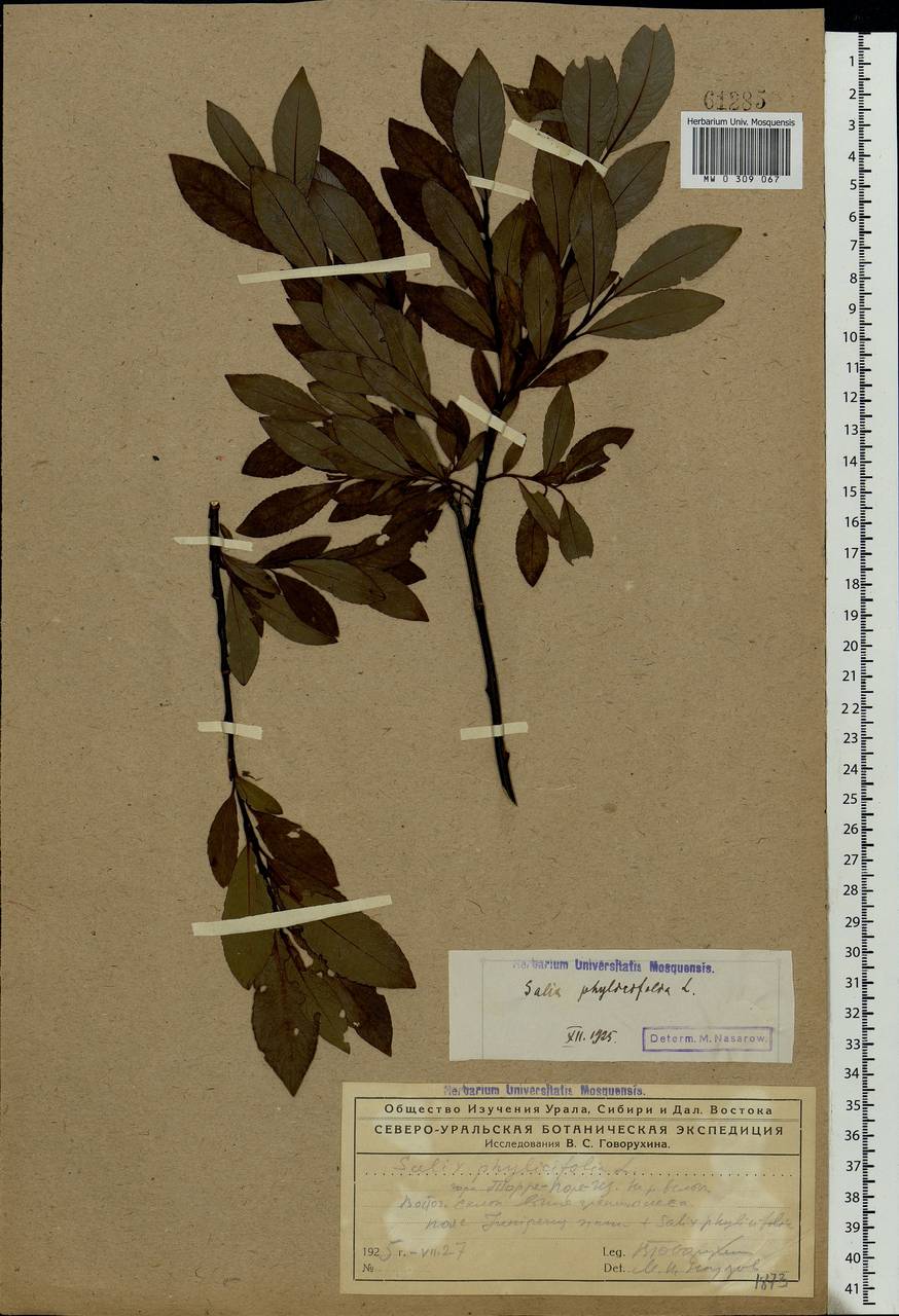 Salix phylicifolia L., Eastern Europe, Northern region (E1) (Russia)