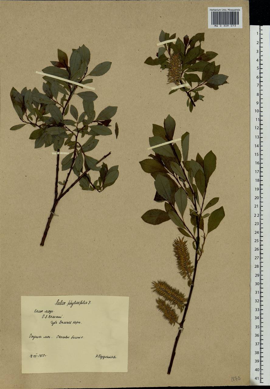 Salix phylicifolia L., Eastern Europe, Northern region (E1) (Russia)