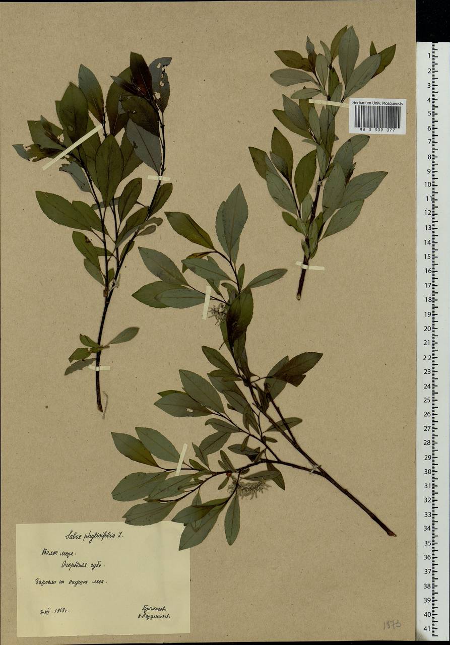 Salix phylicifolia L., Eastern Europe, Northern region (E1) (Russia)