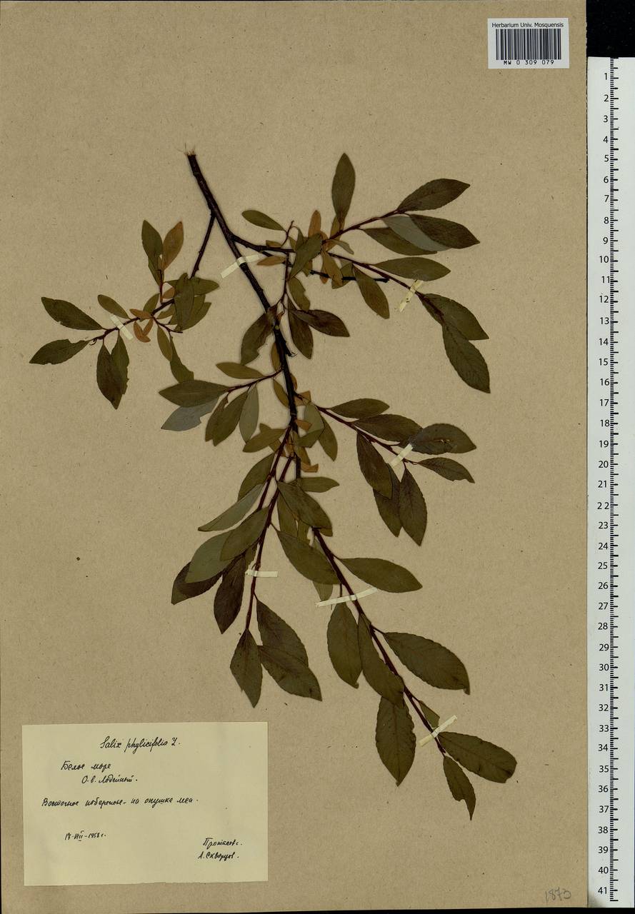 Salix phylicifolia L., Eastern Europe, Northern region (E1) (Russia)