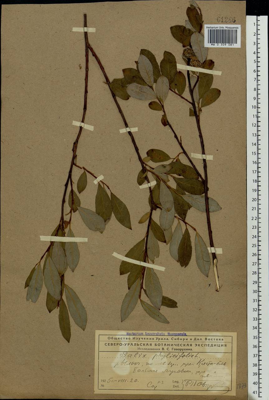 Salix phylicifolia L., Eastern Europe, Northern region (E1) (Russia)