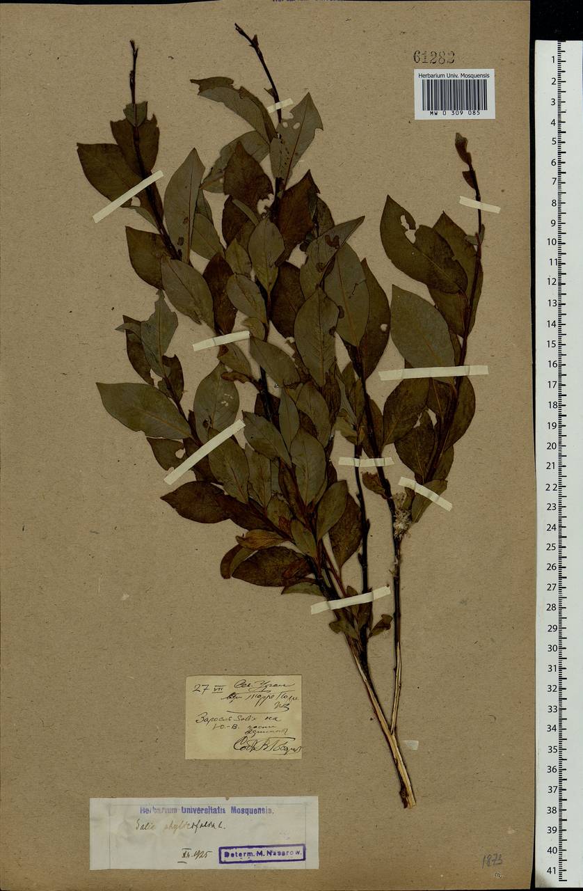 Salix phylicifolia L., Eastern Europe, Northern region (E1) (Russia)