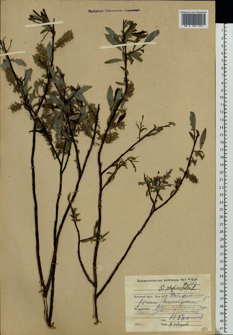 Salix phylicifolia L., Eastern Europe, Northern region (E1) (Russia)