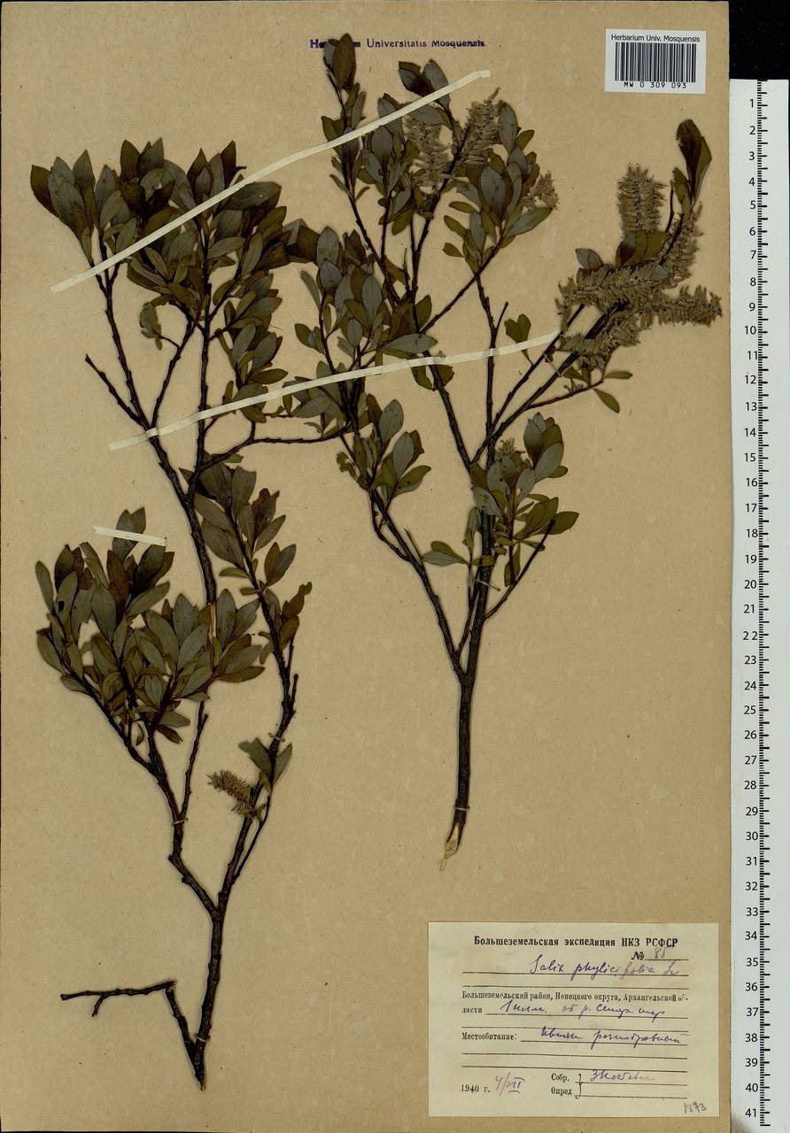 Salix phylicifolia L., Eastern Europe, Northern region (E1) (Russia)