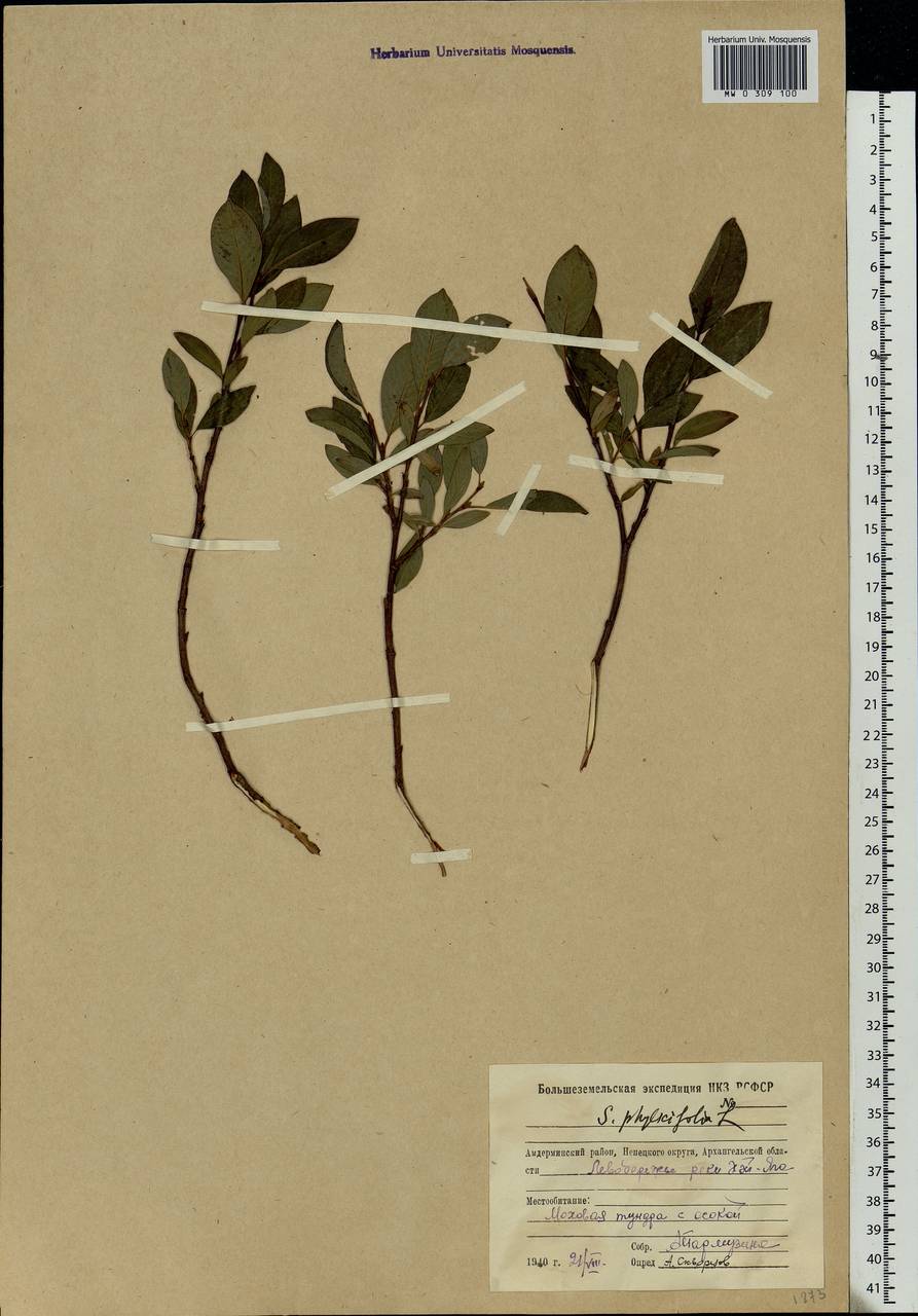 Salix phylicifolia L., Eastern Europe, Northern region (E1) (Russia)