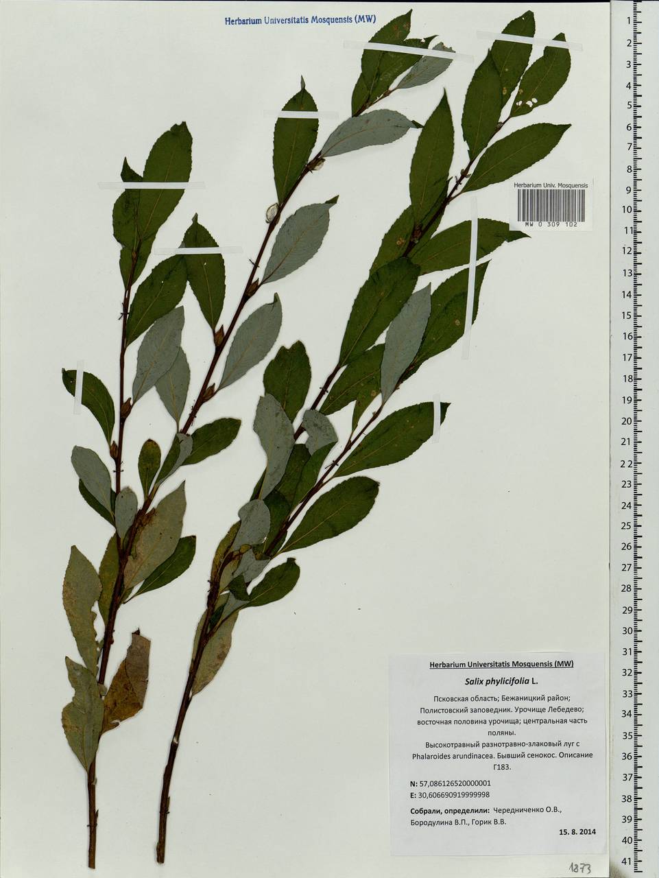 Salix phylicifolia L., Eastern Europe, North-Western region (E2) (Russia)