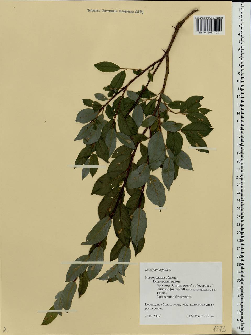 Salix phylicifolia L., Eastern Europe, North-Western region (E2) (Russia)