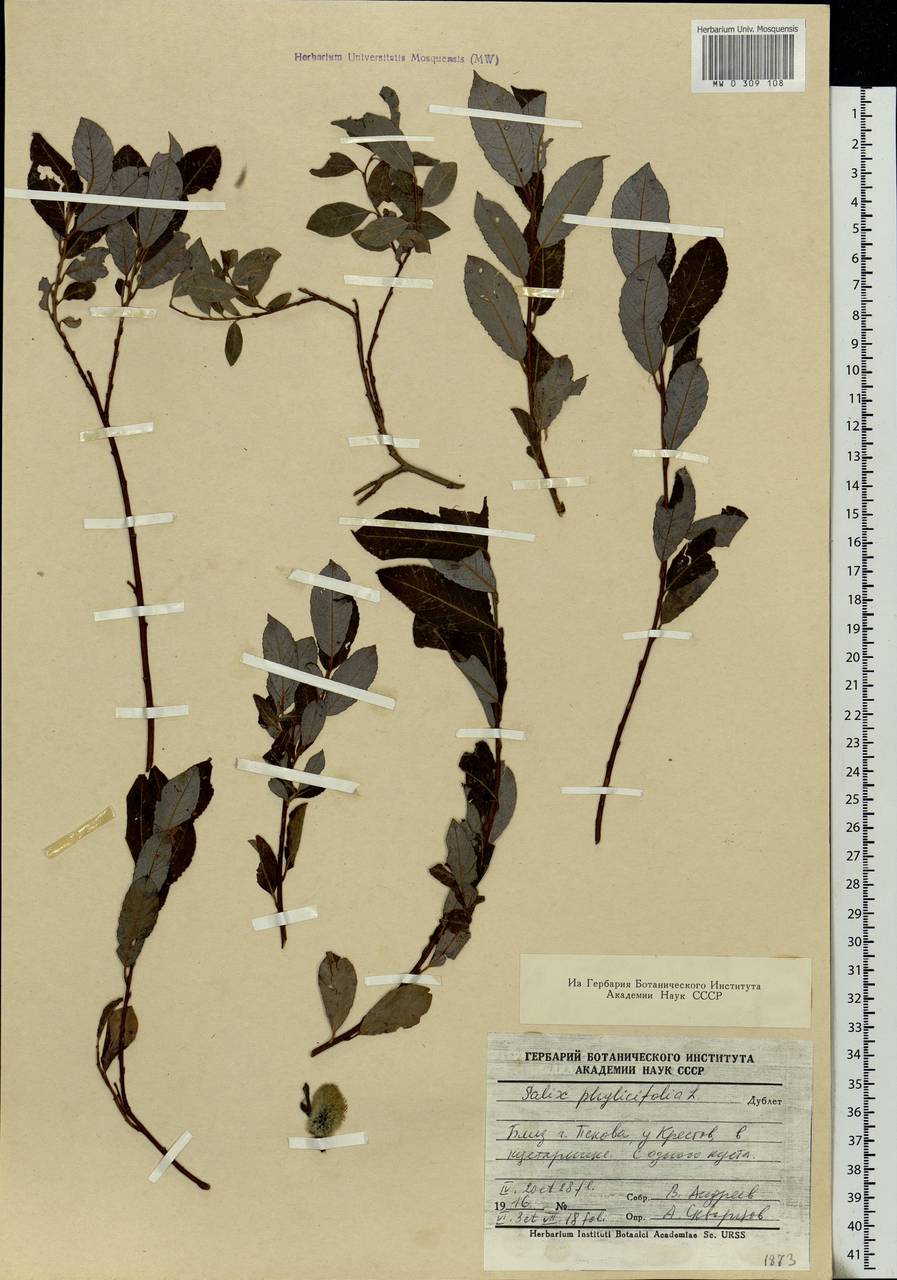 Salix phylicifolia L., Eastern Europe, North-Western region (E2) (Russia)