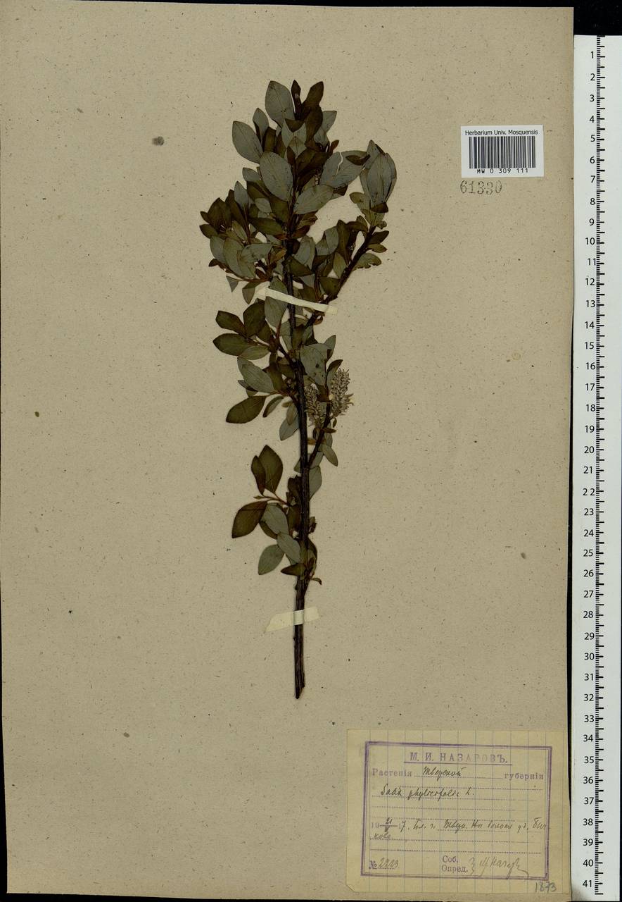 Salix phylicifolia L., Eastern Europe, North-Western region (E2) (Russia)