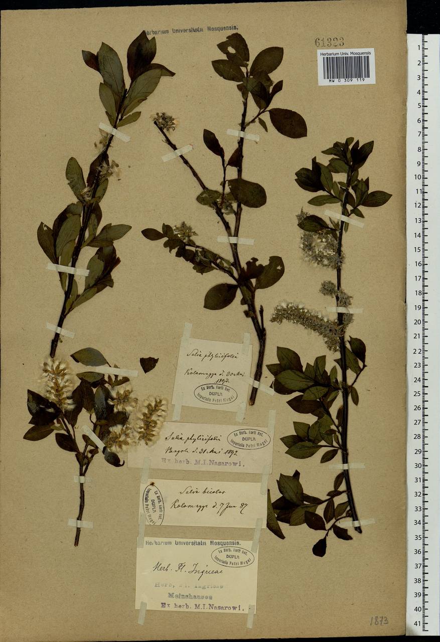 Salix phylicifolia L., Eastern Europe, North-Western region (E2) (Russia)