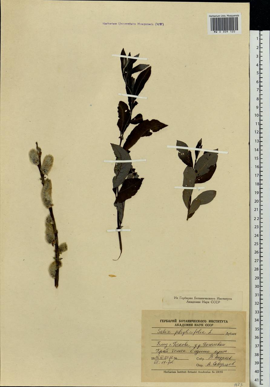 Salix phylicifolia L., Eastern Europe, North-Western region (E2) (Russia)
