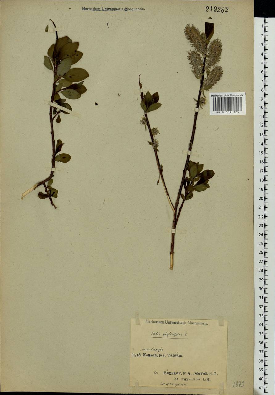 Salix phylicifolia L., Eastern Europe, North-Western region (E2) (Russia)