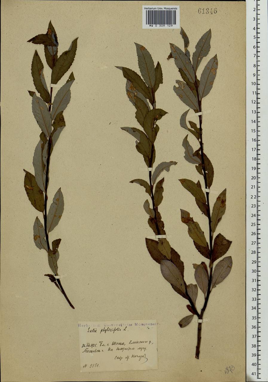 Salix phylicifolia L., Eastern Europe, North-Western region (E2) (Russia)
