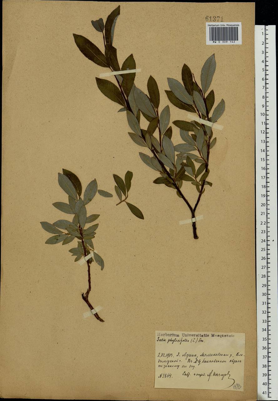 Salix phylicifolia L., Eastern Europe, Central region (E4) (Russia)