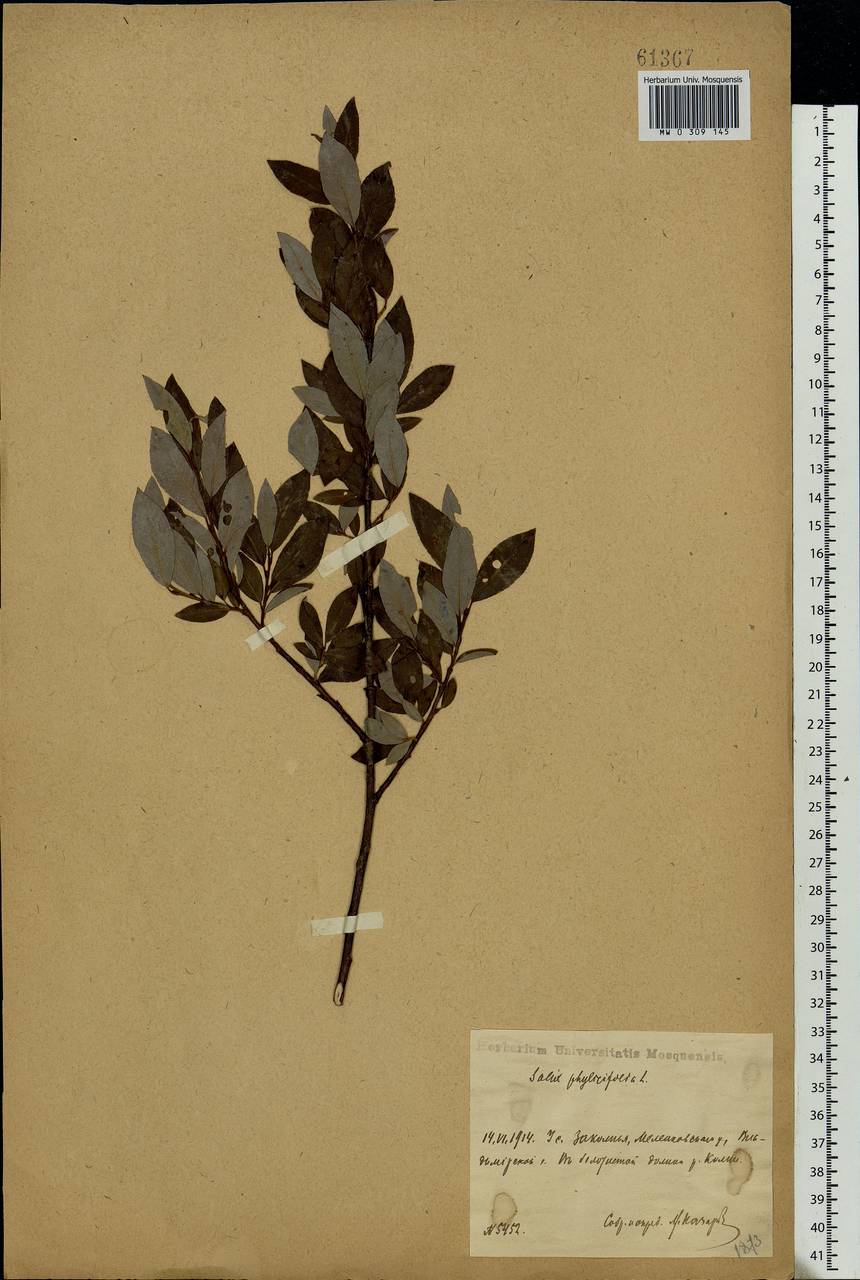 Salix phylicifolia L., Eastern Europe, Central region (E4) (Russia)