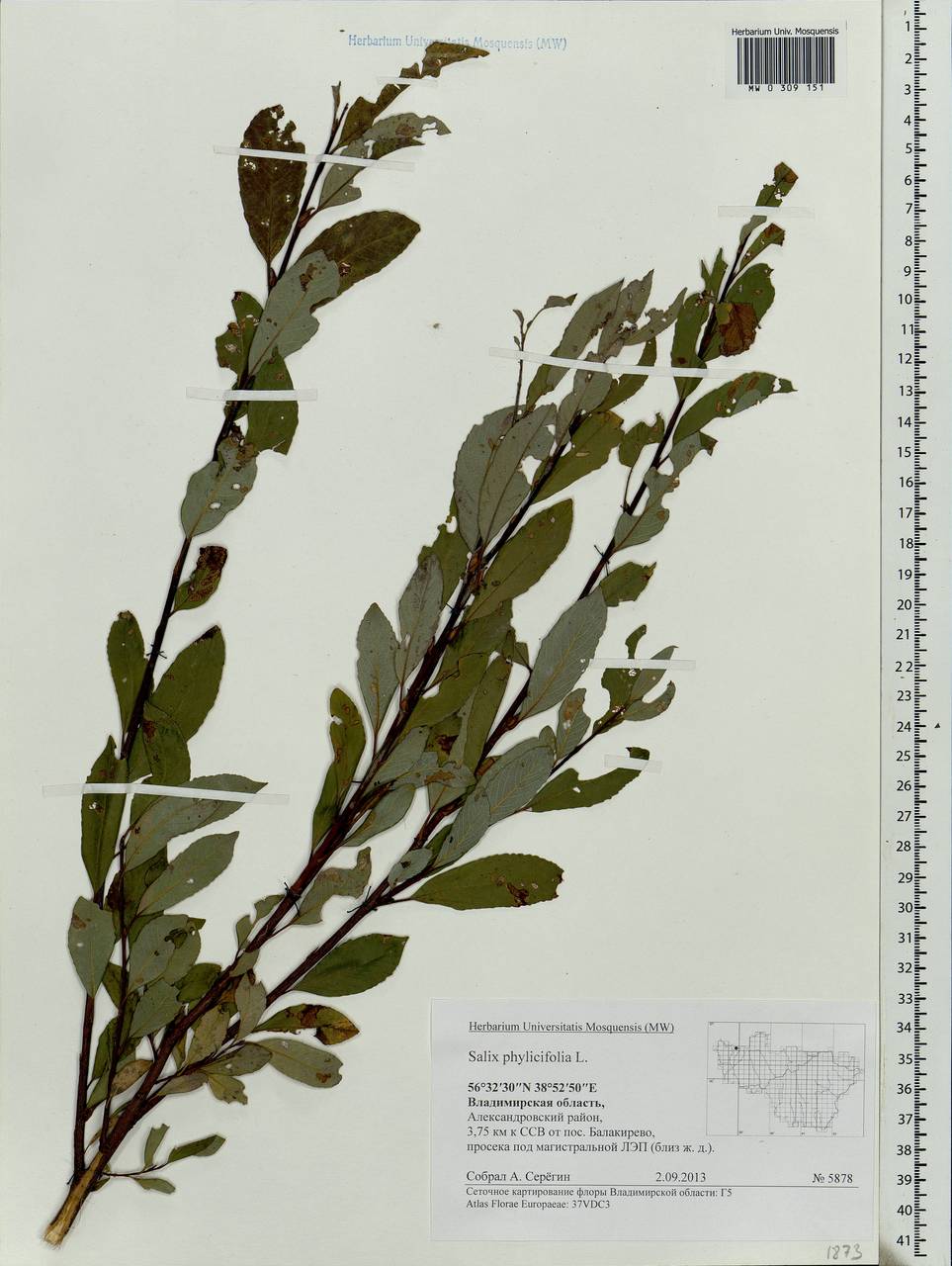 Salix phylicifolia L., Eastern Europe, Central region (E4) (Russia)