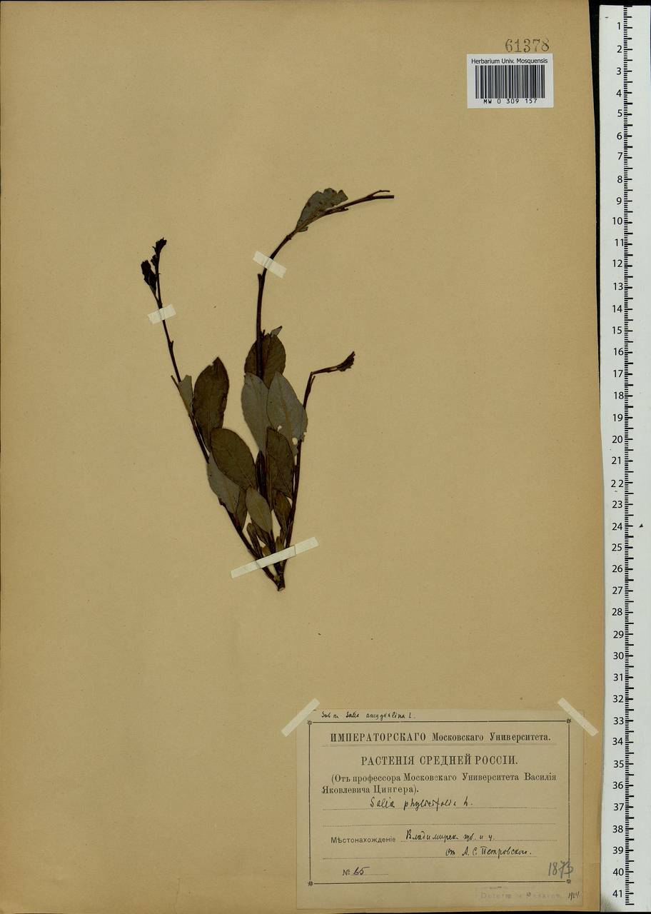 Salix phylicifolia L., Eastern Europe, Central region (E4) (Russia)