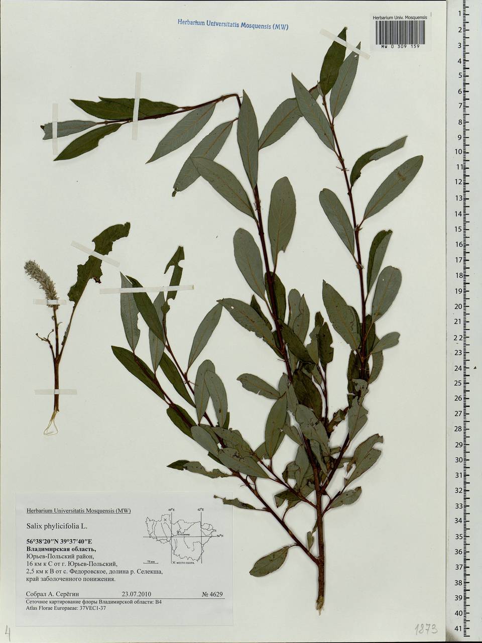 Salix phylicifolia L., Eastern Europe, Central region (E4) (Russia)