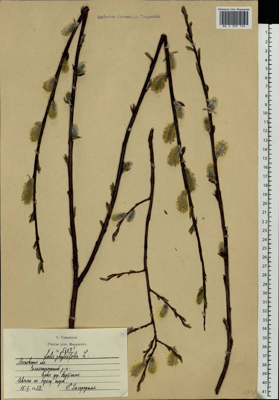 Salix phylicifolia L., Eastern Europe, Moscow region (E4a) (Russia)