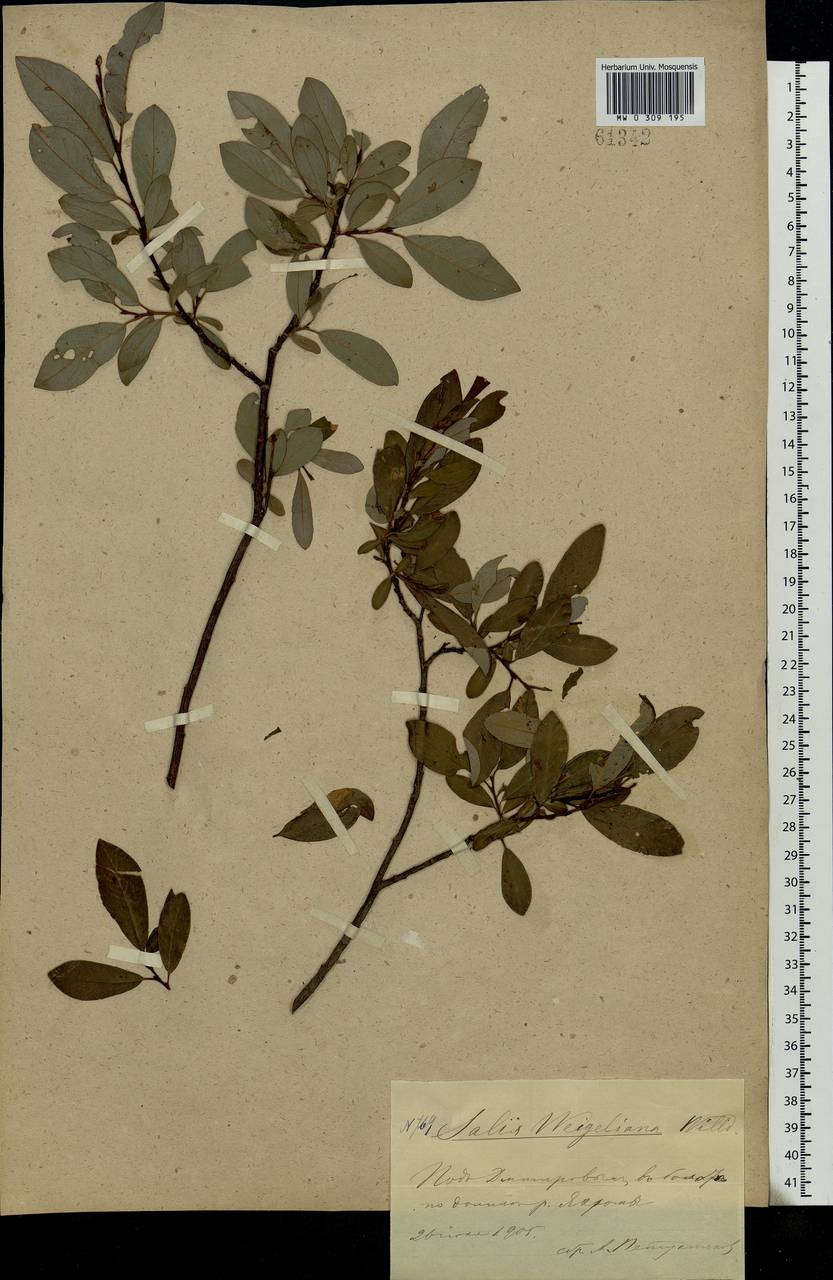 Salix phylicifolia L., Eastern Europe, Moscow region (E4a) (Russia)