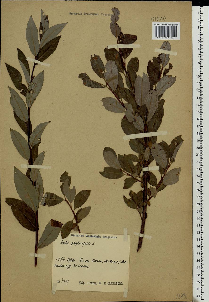 Salix phylicifolia L., Eastern Europe, Moscow region (E4a) (Russia)