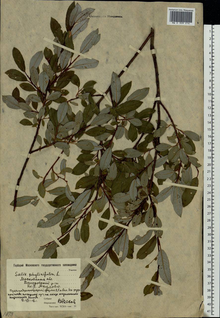 Salix phylicifolia L., Eastern Europe, Moscow region (E4a) (Russia)