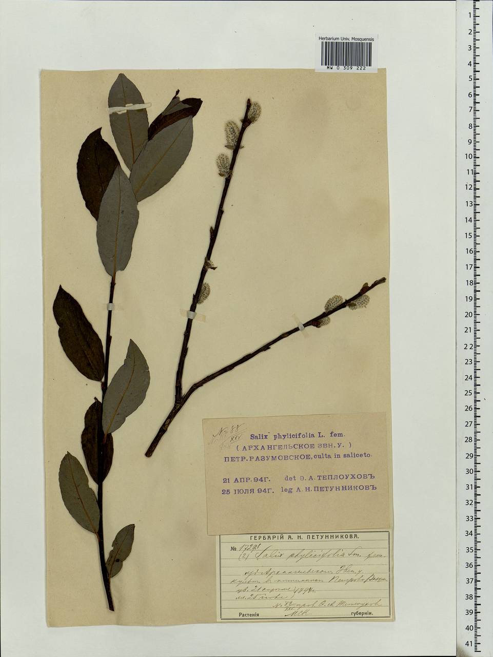 Salix phylicifolia L., Eastern Europe, Moscow region (E4a) (Russia)