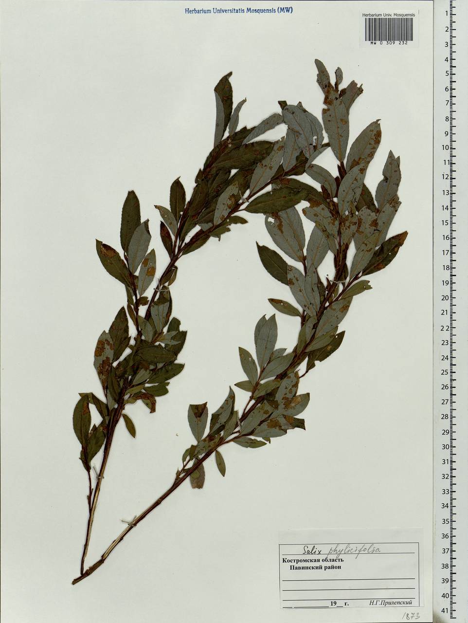 Salix phylicifolia L., Eastern Europe, Central forest region (E5) (Russia)