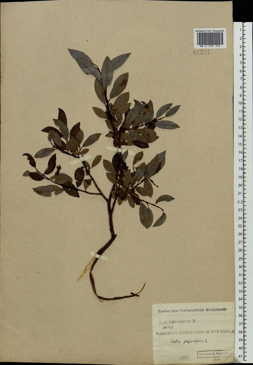 Salix phylicifolia L., Eastern Europe, Central forest region (E5) (Russia)