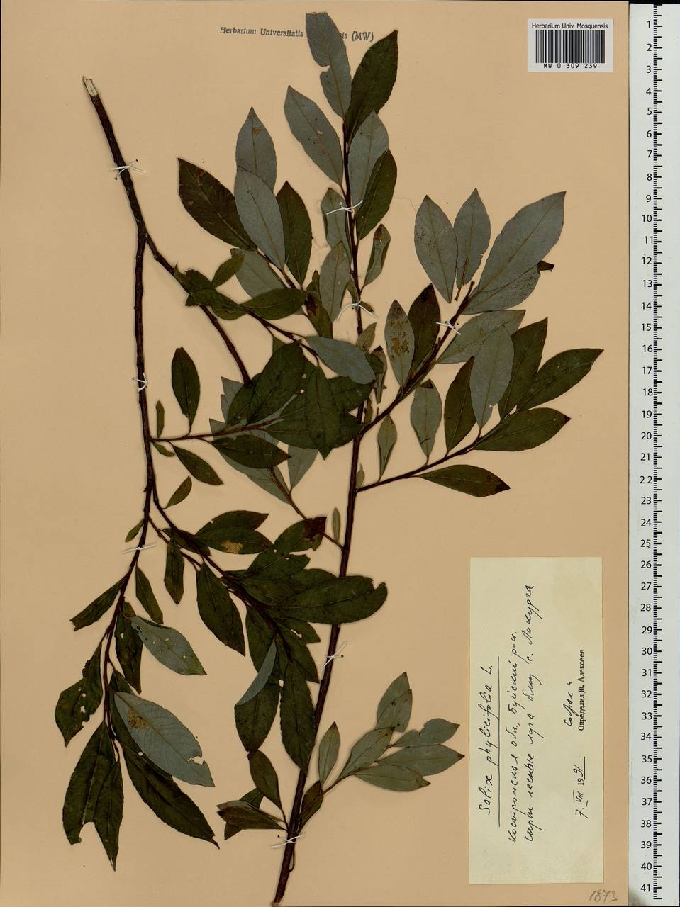 Salix phylicifolia L., Eastern Europe, Central forest region (E5) (Russia)