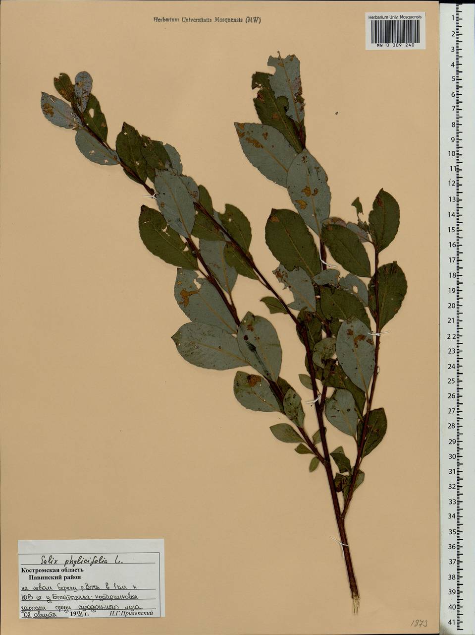 Salix phylicifolia L., Eastern Europe, Central forest region (E5) (Russia)