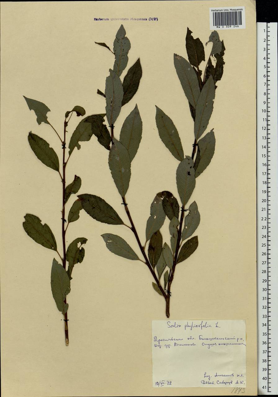 Salix phylicifolia L., Eastern Europe, Central forest region (E5) (Russia)