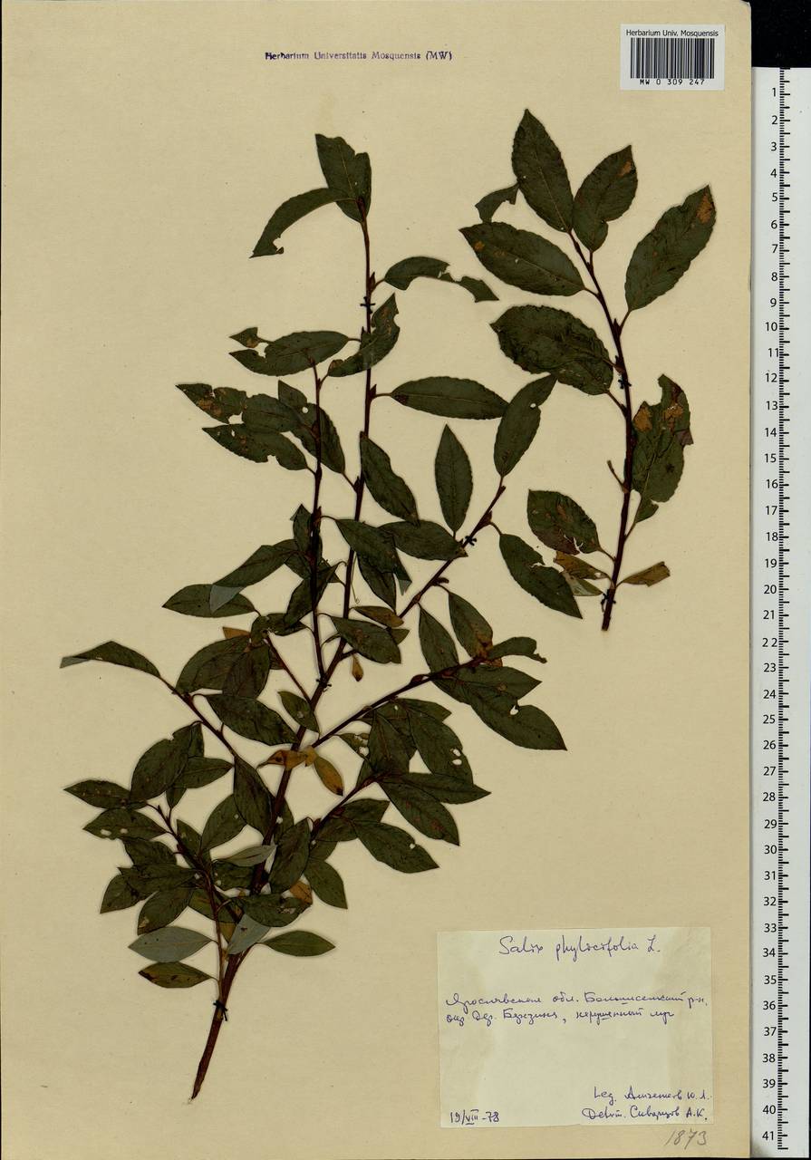 Salix phylicifolia L., Eastern Europe, Central forest region (E5) (Russia)