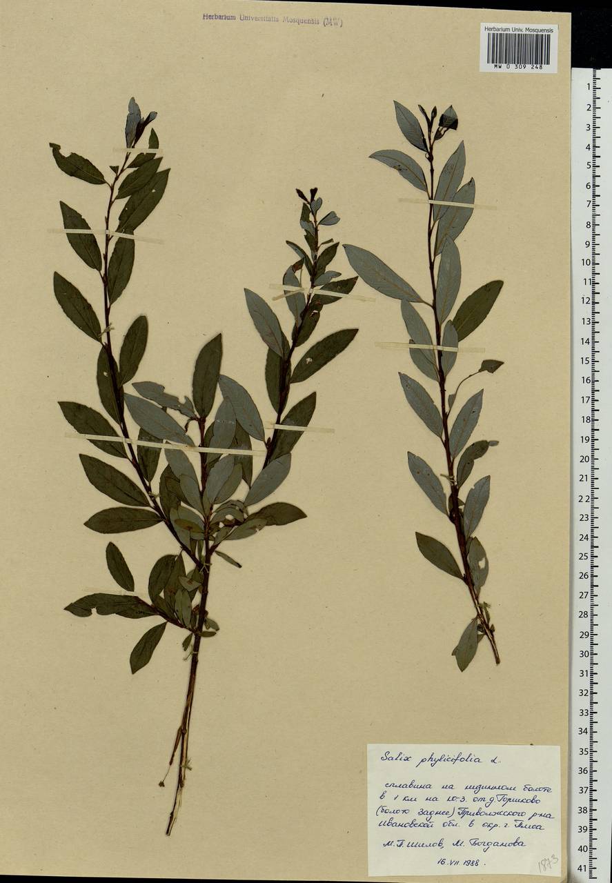 Salix phylicifolia L., Eastern Europe, Central forest region (E5) (Russia)