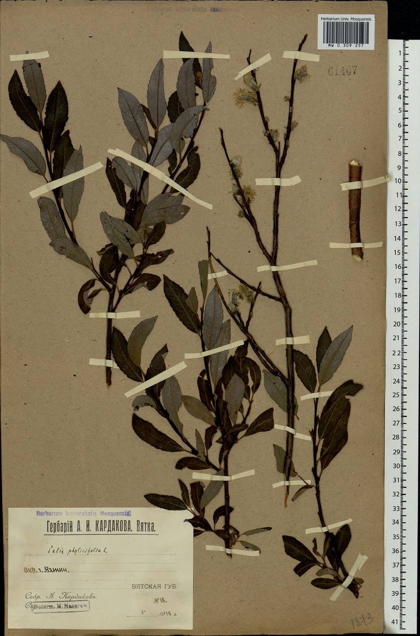 Salix phylicifolia L., Eastern Europe, Volga-Kama region (E7) (Russia)