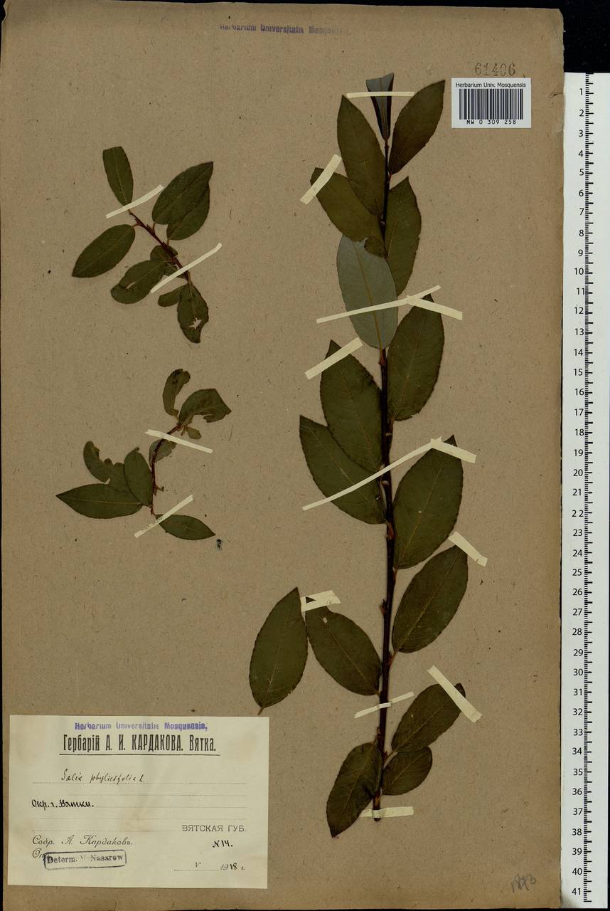 Salix phylicifolia L., Eastern Europe, Volga-Kama region (E7) (Russia)