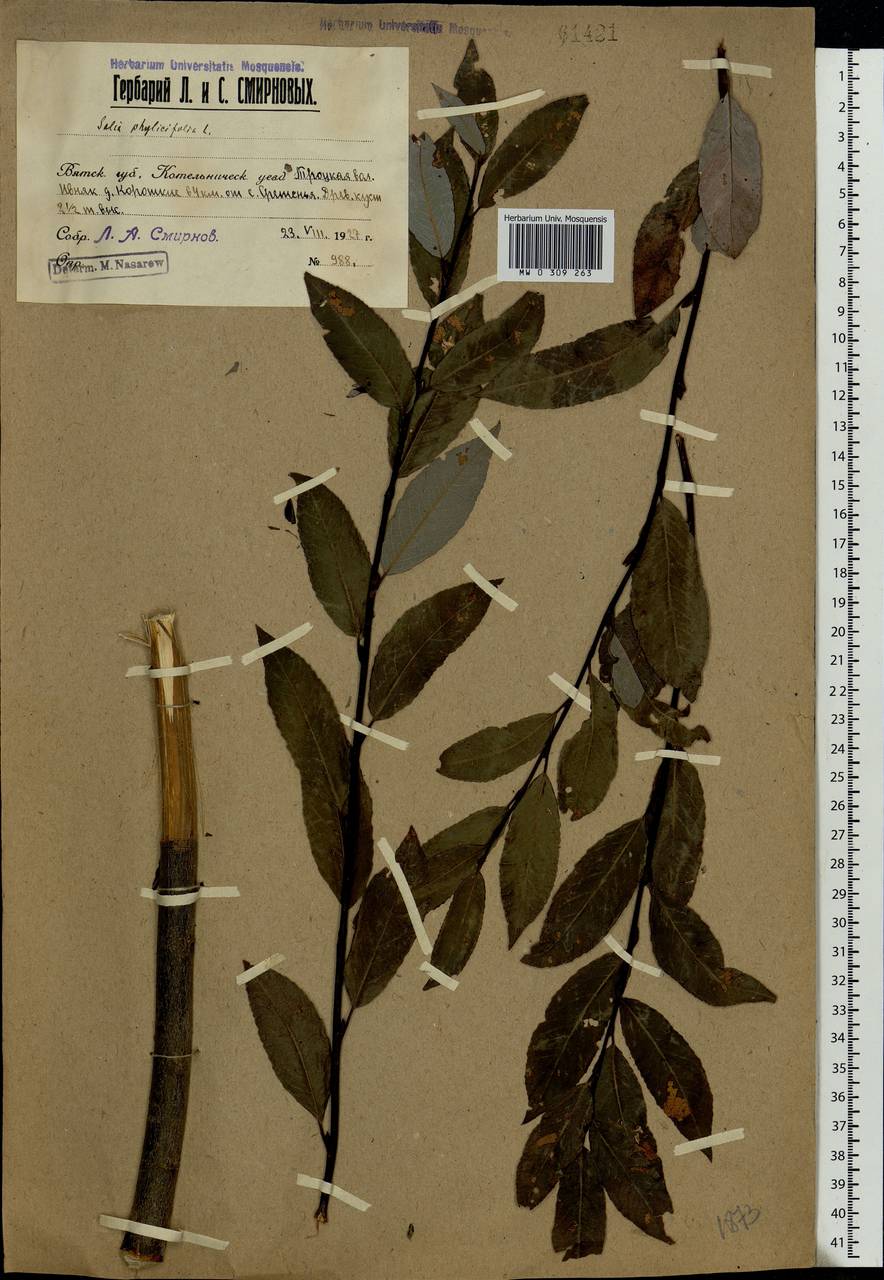 Salix phylicifolia L., Eastern Europe, Volga-Kama region (E7) (Russia)