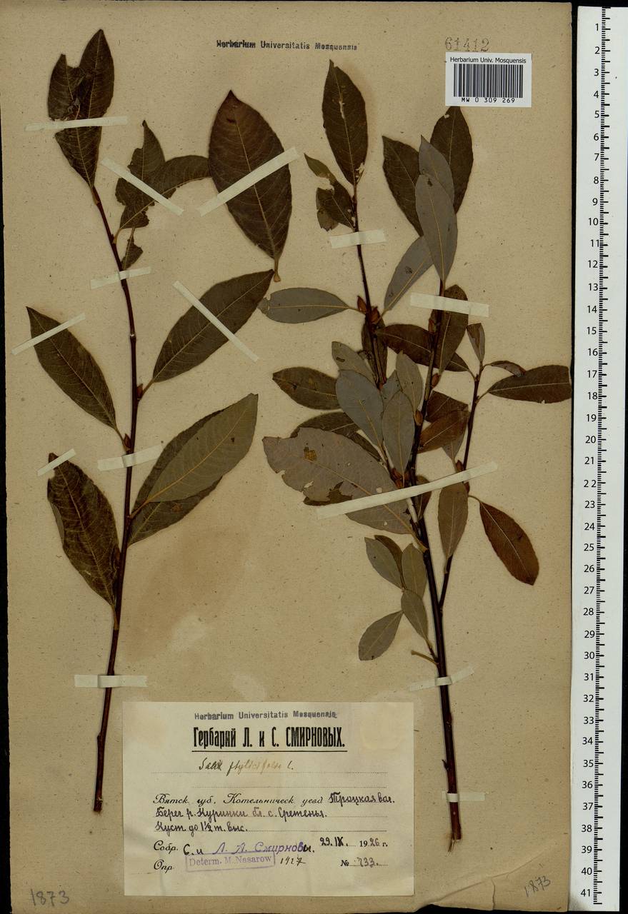 Salix phylicifolia L., Eastern Europe, Volga-Kama region (E7) (Russia)