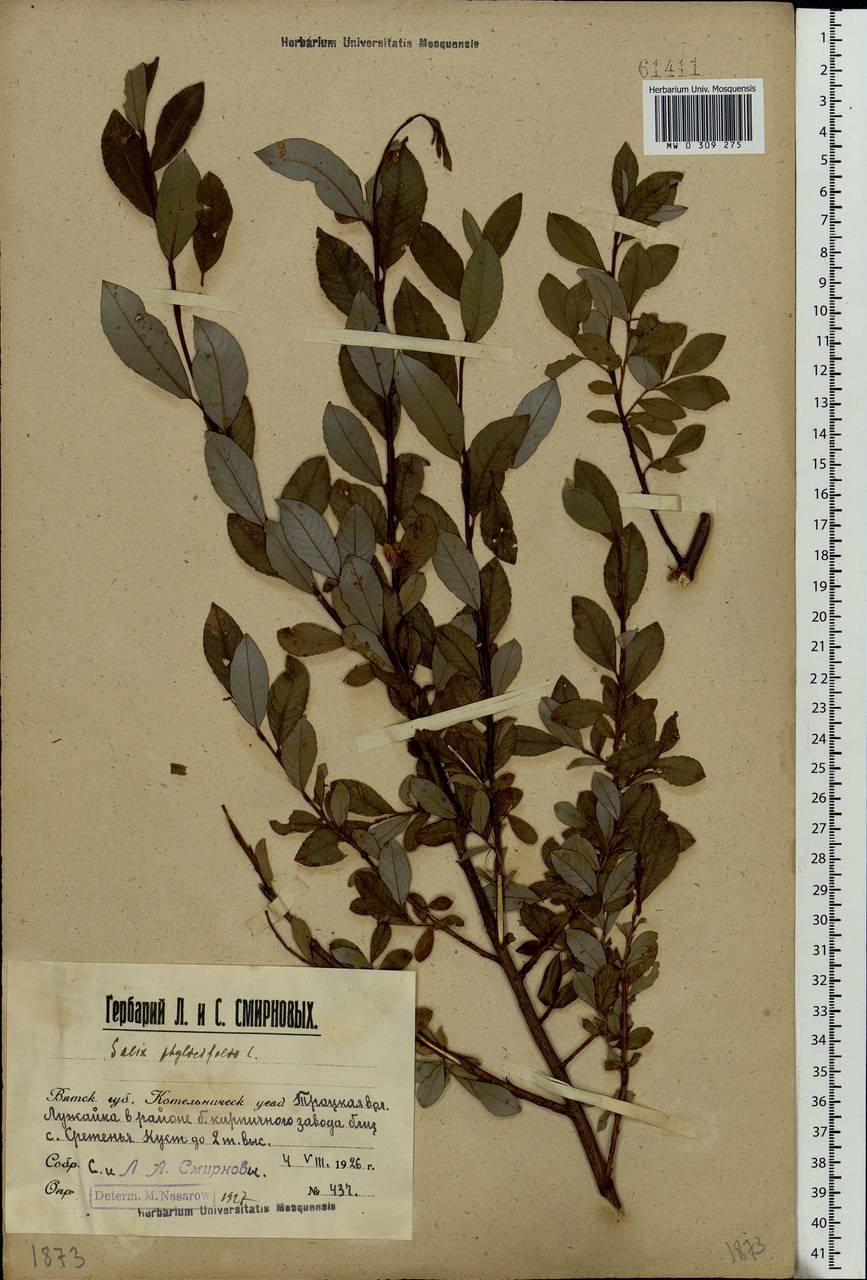 Salix phylicifolia L., Eastern Europe, Volga-Kama region (E7) (Russia)