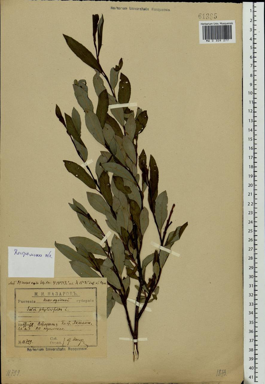 Salix phylicifolia L., Eastern Europe, Central forest region (E5) (Russia)