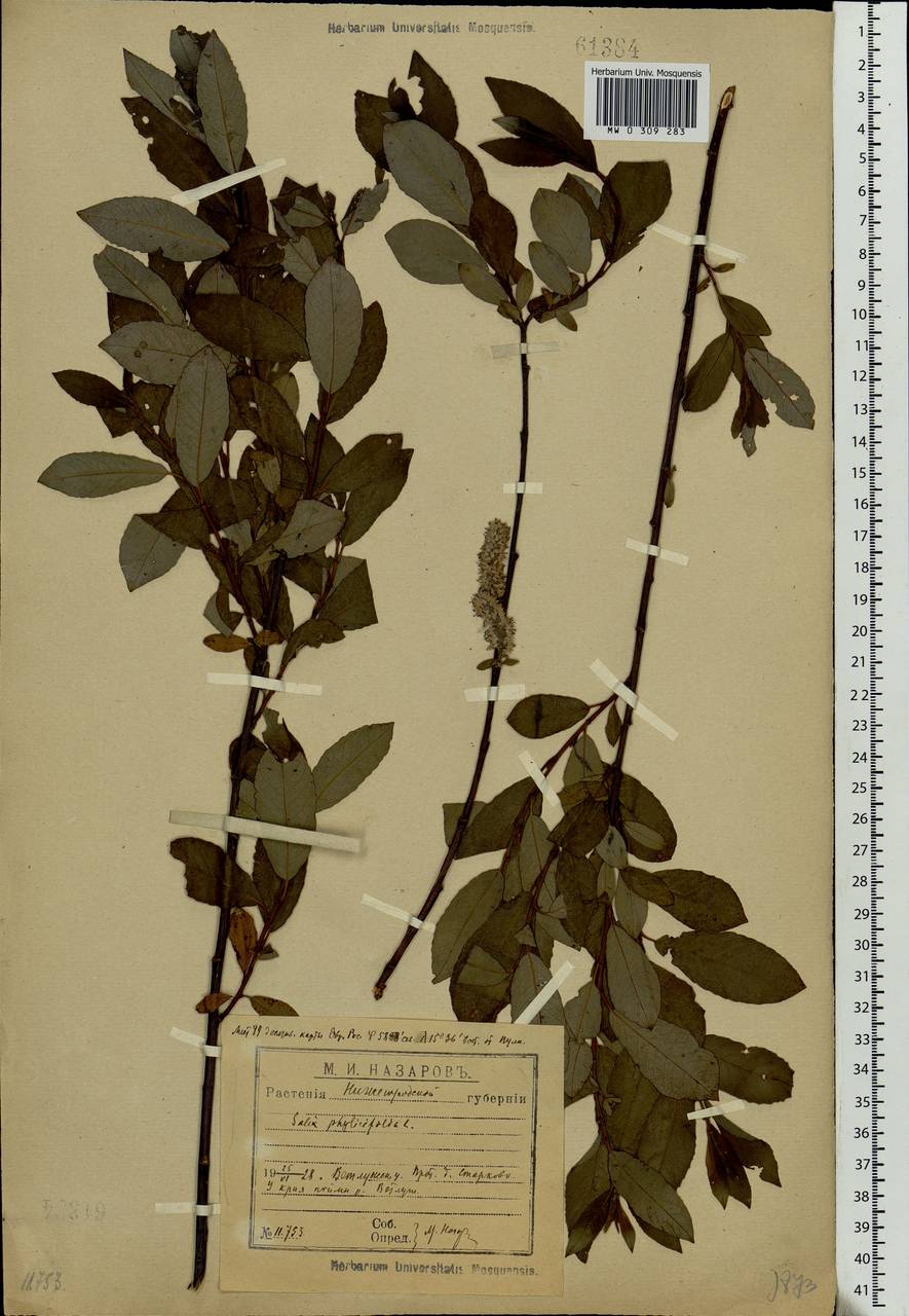Salix phylicifolia L., Eastern Europe, Central forest region (E5) (Russia)