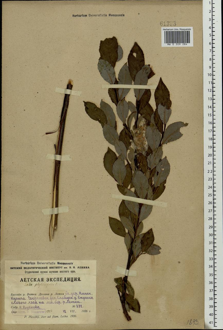 Salix phylicifolia L., Eastern Europe, Volga-Kama region (E7) (Russia)