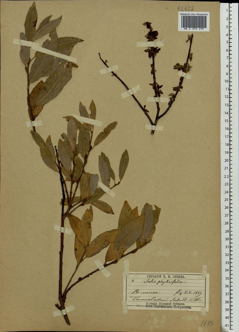 Salix phylicifolia L., Eastern Europe, Eastern region (E10) (Russia)