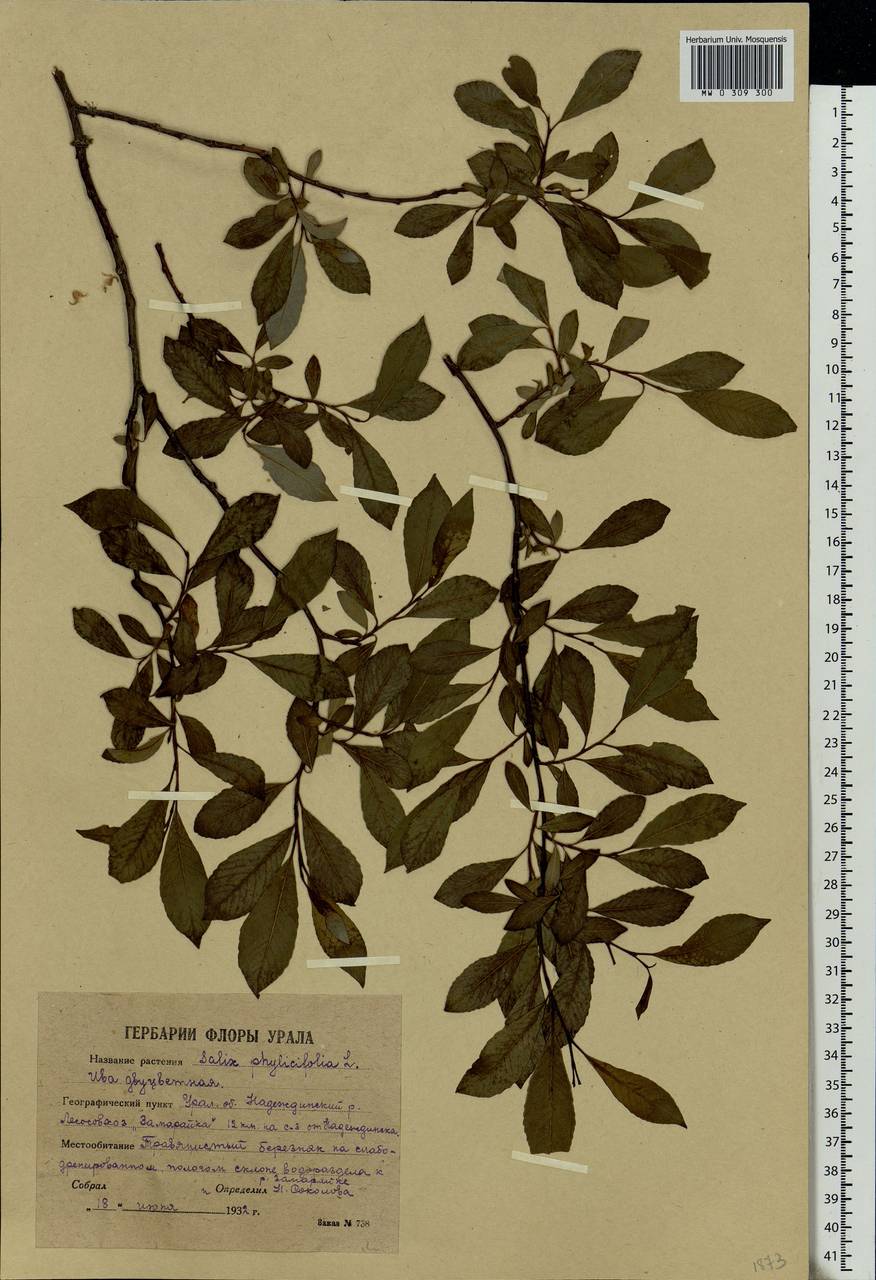 Salix phylicifolia L., Eastern Europe, Eastern region (E10) (Russia)