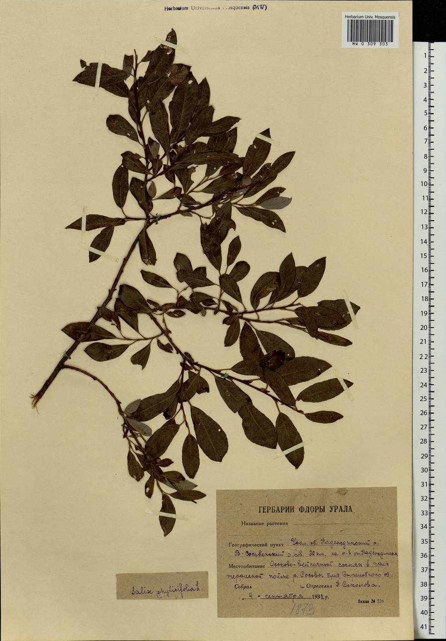 Salix phylicifolia L., Eastern Europe, Eastern region (E10) (Russia)