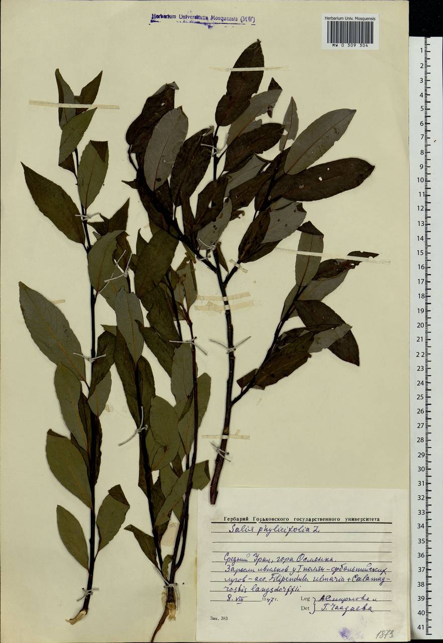 Salix phylicifolia L., Eastern Europe, Eastern region (E10) (Russia)