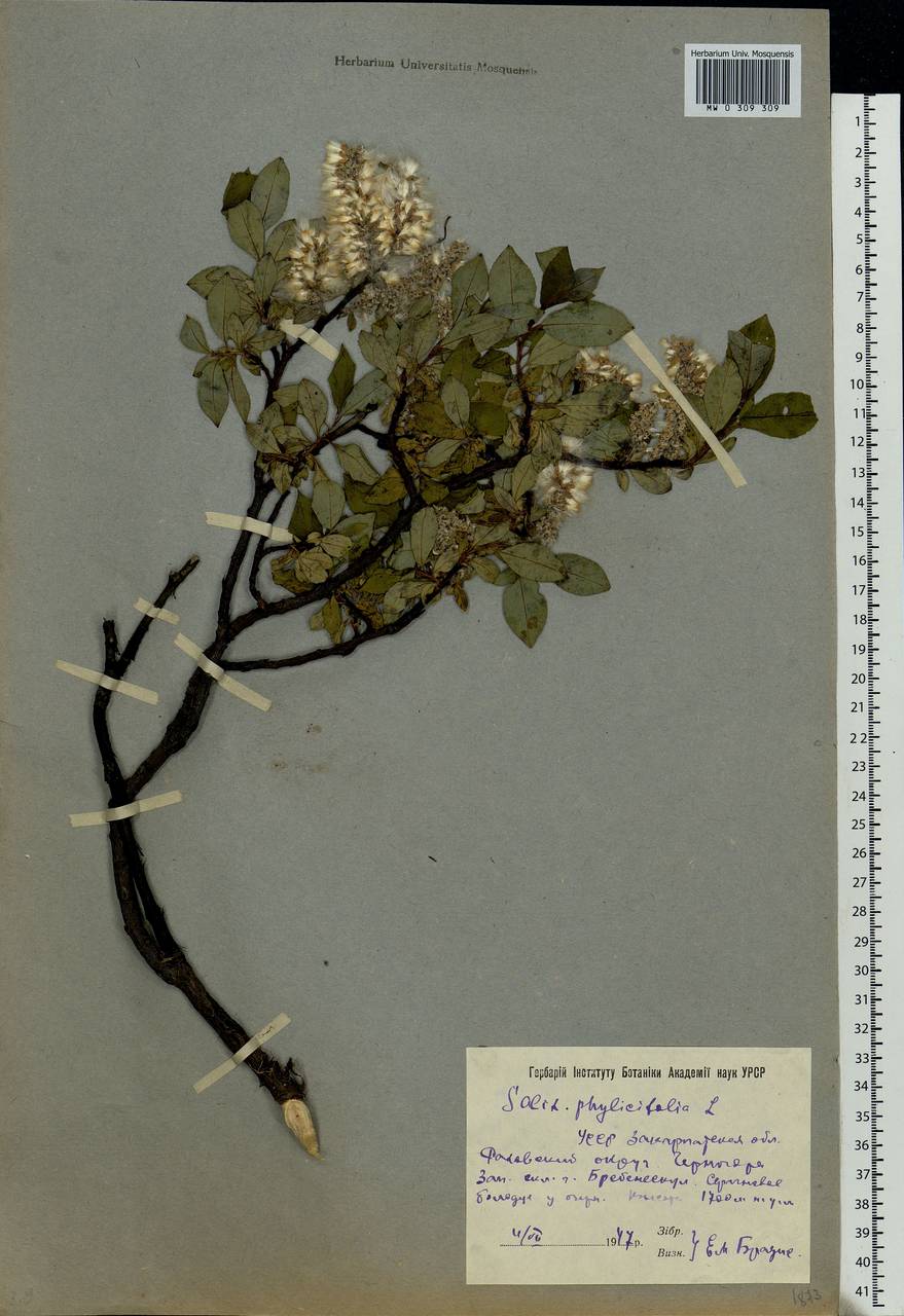 Salix phylicifolia L., Eastern Europe, West Ukrainian region (E13) (Ukraine)