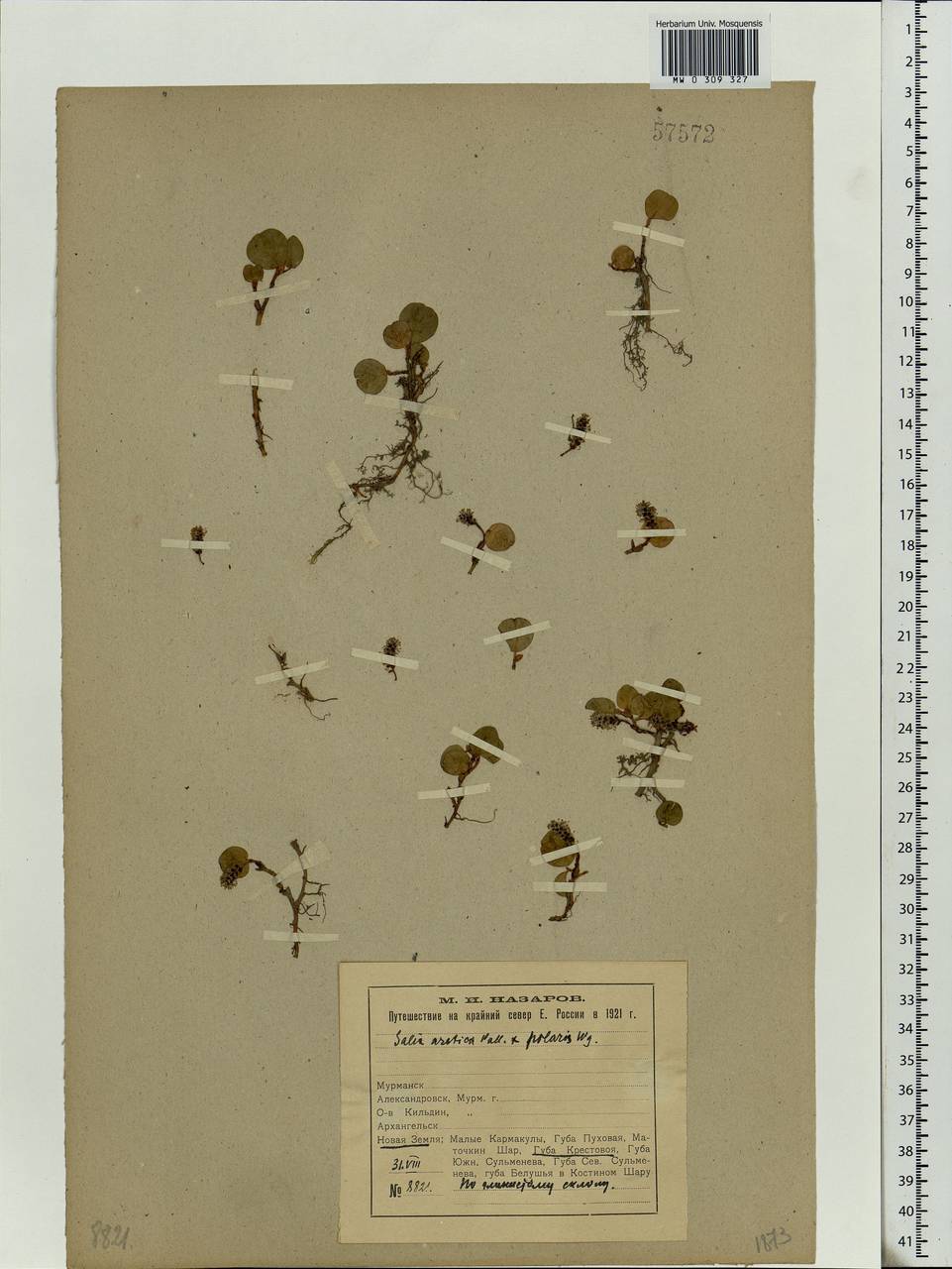 Salix polaris Wahlenb., Eastern Europe, Northern region (E1) (Russia)