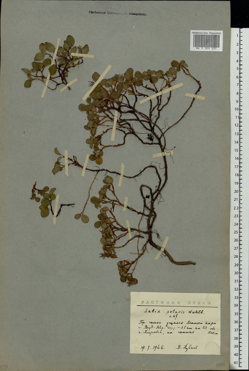 Salix polaris Wahlenb., Eastern Europe, Northern region (E1) (Russia)