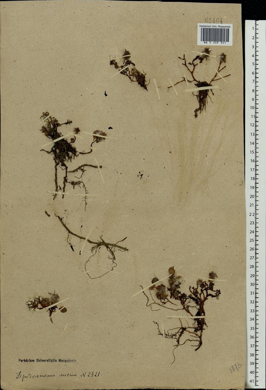 Salix polaris Wahlenb., Eastern Europe, Northern region (E1) (Russia)